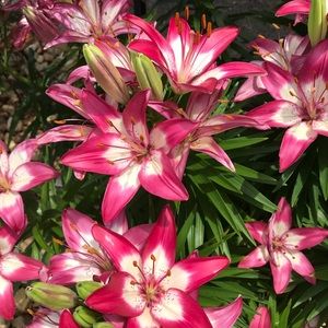 Meet your Posher, Bonita